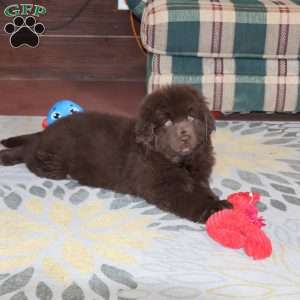 Denver, Newfoundland Puppy